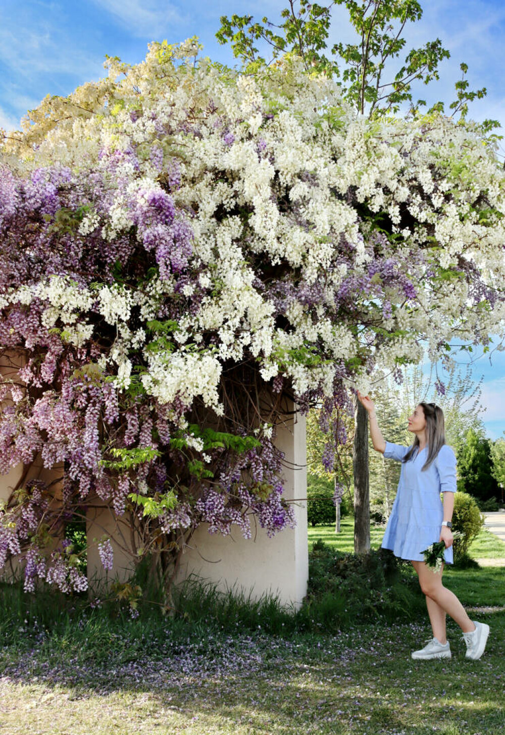 Unde sunt cele mai spectaculoase glicine în București. Zonele cu florile care sunt uneori confundate cu liliacul - Imaginea 4