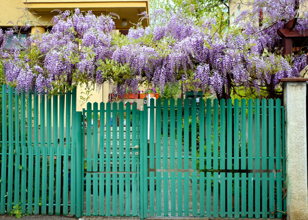 Unde sunt cele mai spectaculoase glicine în București. Zonele cu florile care sunt uneori confundate cu liliacul - Imaginea 5