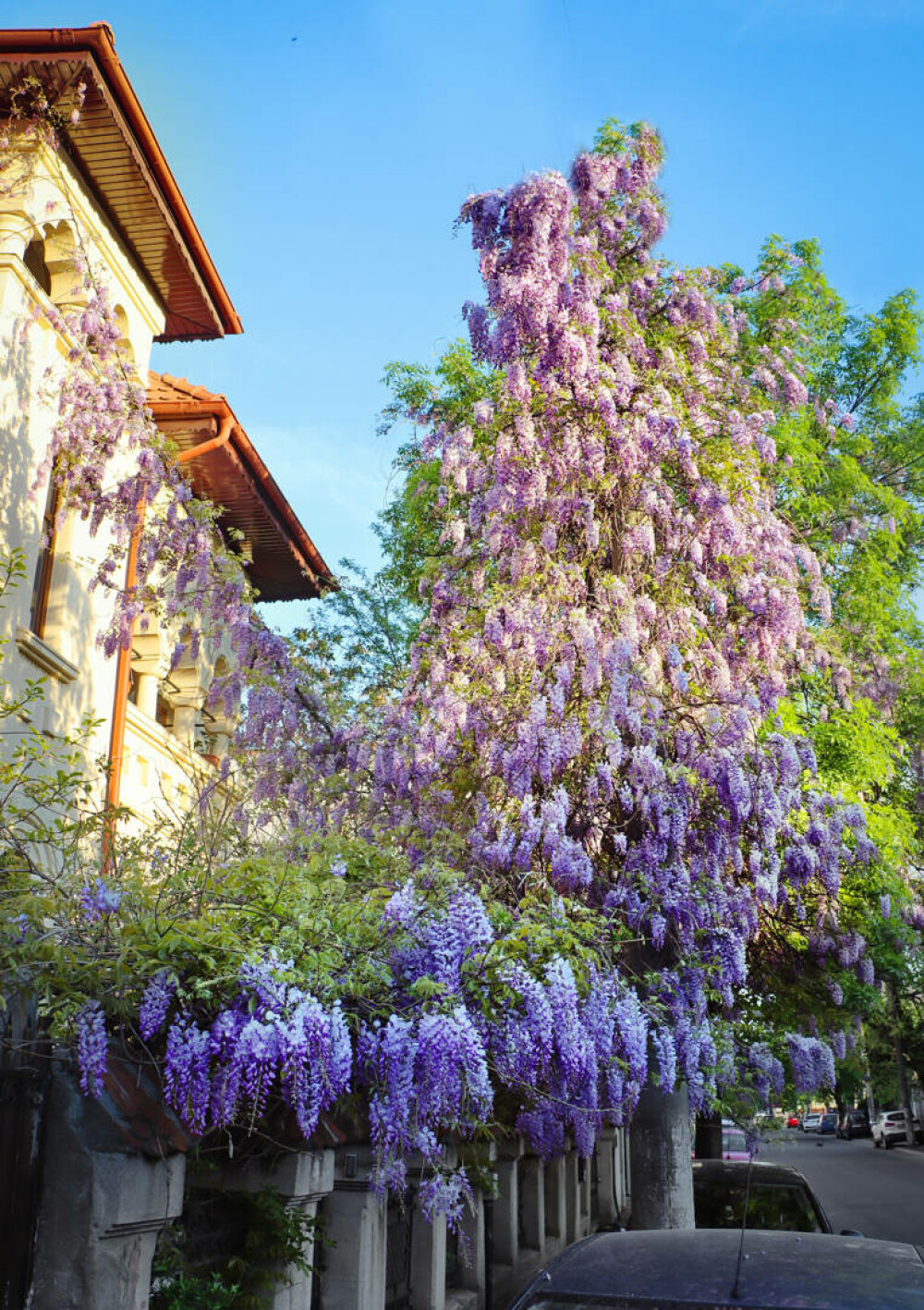 Unde sunt cele mai spectaculoase glicine în București. Zonele cu florile care sunt uneori confundate cu liliacul - Imaginea 6