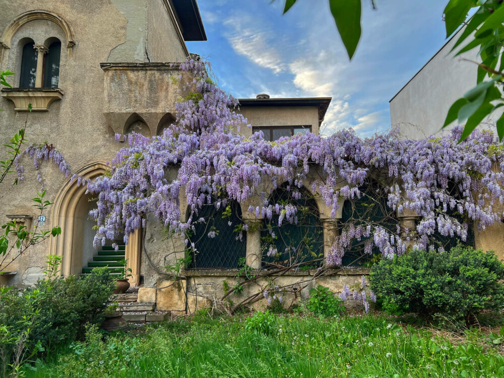 Unde sunt cele mai spectaculoase glicine în București. Zonele cu florile care sunt uneori confundate cu liliacul - Imaginea 7