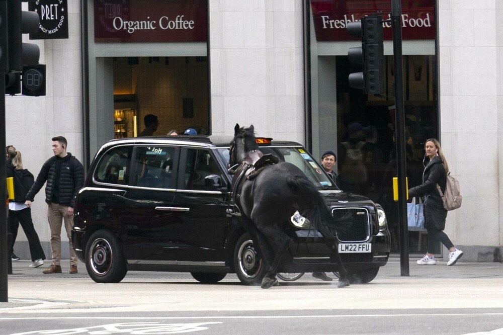 Cai nărăvași ai armatei britanice au făcut ravagii în Londra. Animalele scăpate de sub control au lovit oameni și mașini - Imaginea 6