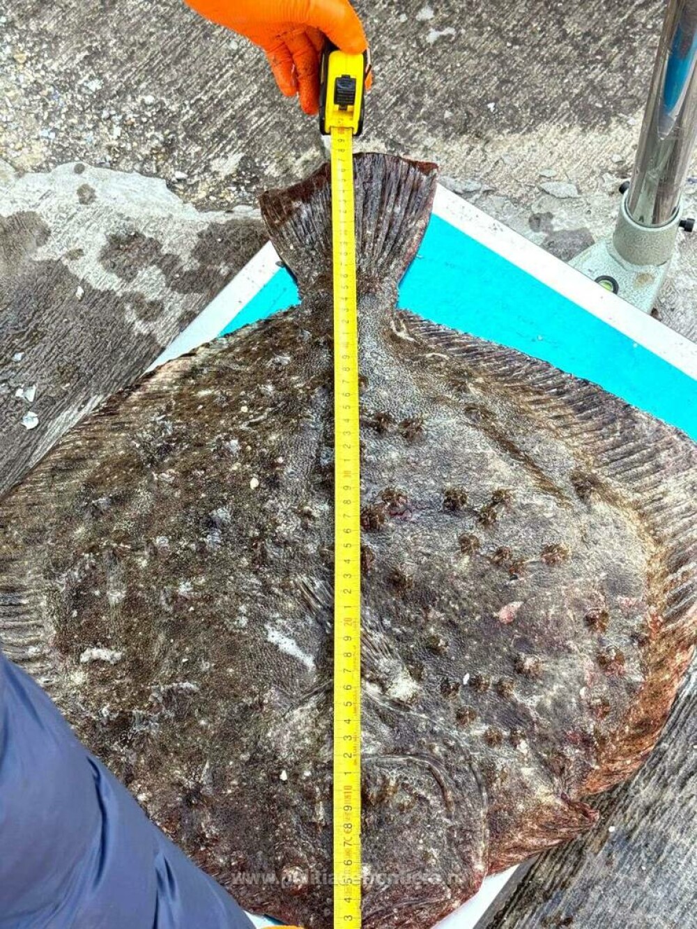 Patru români, prinși pe mare într-o ambarcațiune ilegală, care avea un motor furat din Suedia și o încărcătură uluitoare FOTO - Imaginea 1