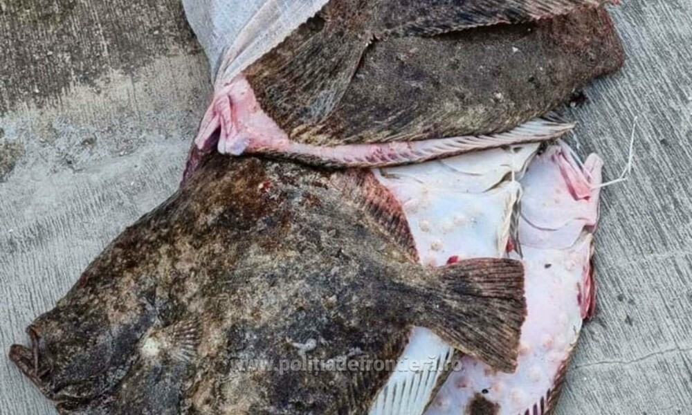 Patru români, prinși pe mare într-o ambarcațiune ilegală, care avea un motor furat din Suedia și o încărcătură uluitoare FOTO - Imaginea 3