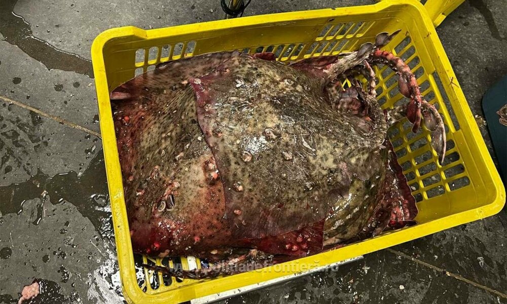 Ce a găsit Garda de Coastă în barca unor pescari, la Costinești. FOTO - Imaginea 3