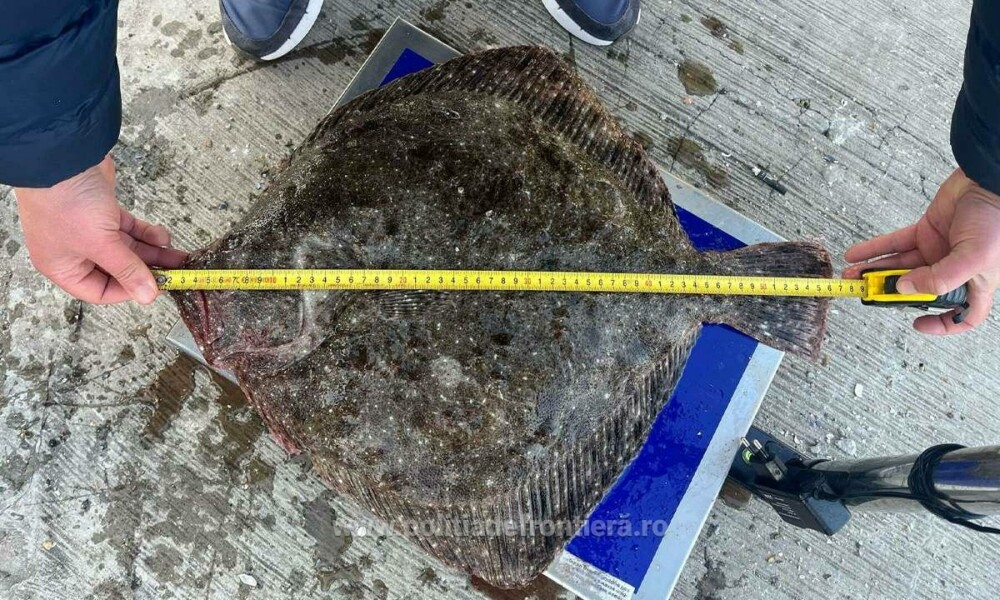 Ce a găsit Garda de Coastă în barca unor pescari, la Costinești. FOTO - Imaginea 4