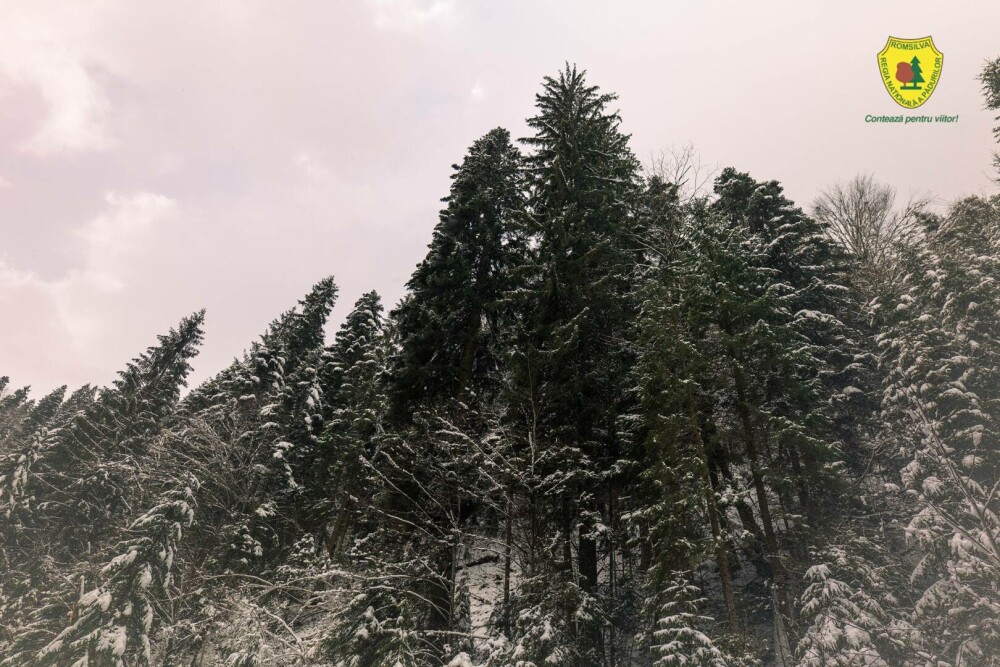 Statul român a făcut cea mai mare achiziție de acest fel din istoria sa. Suma uriașă plătită pentru comoara din Neamț | FOTO - Imaginea 10