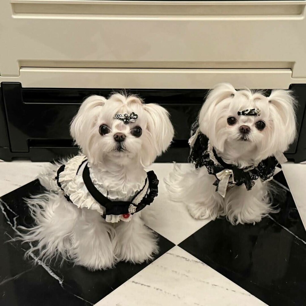 O femeie din China a cheltuit 280.000 de dolari pe haine și accesorii pentru câinii săi. GALERIE FOTO - Imaginea 4