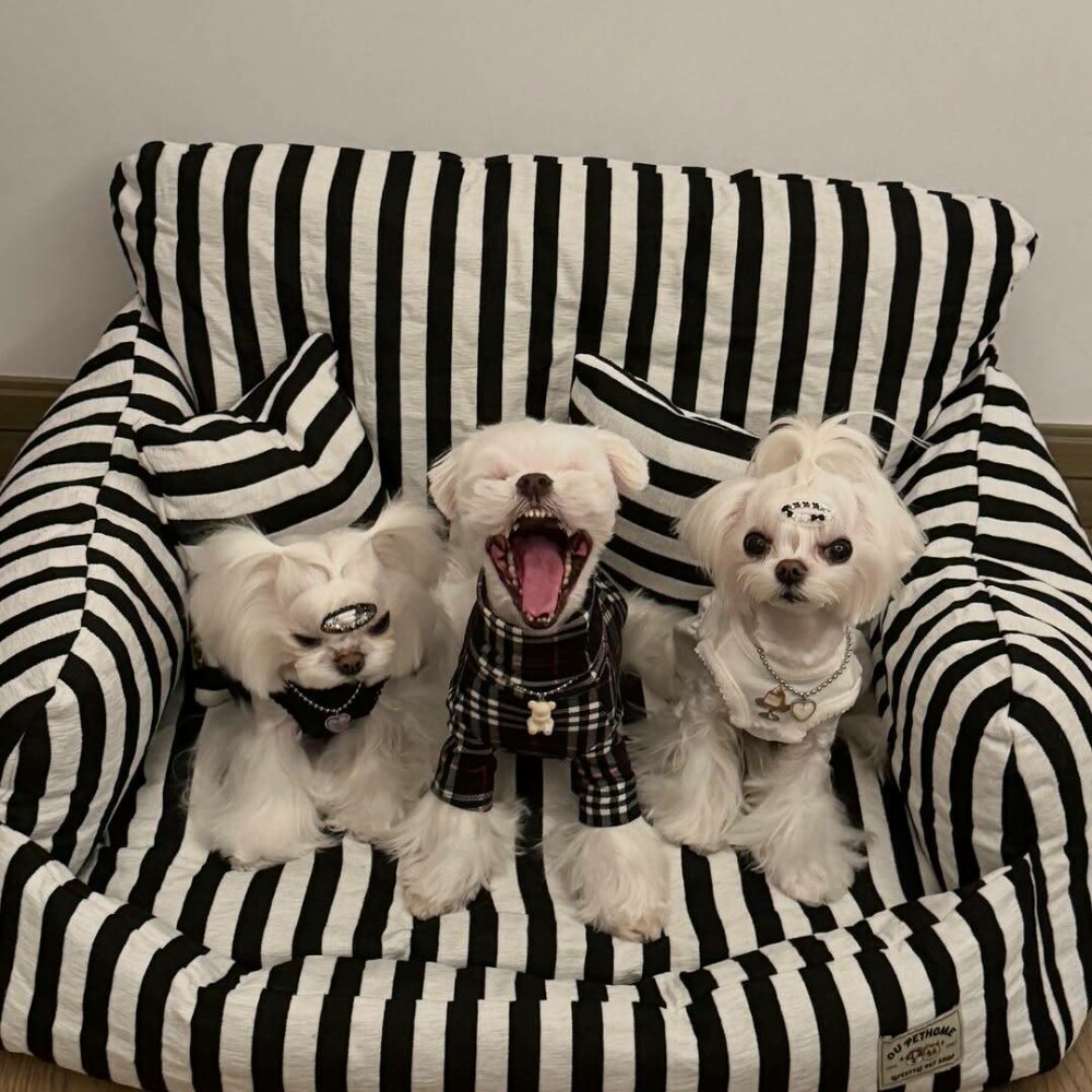 O femeie din China a cheltuit 280.000 de dolari pe haine și accesorii pentru câinii săi. GALERIE FOTO - Imaginea 6