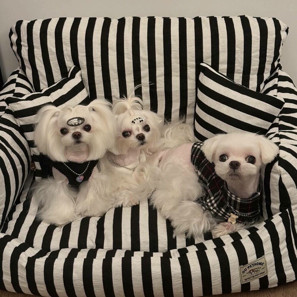 O femeie din China a cheltuit 280.000 de dolari pe haine și accesorii pentru câinii săi. GALERIE FOTO - Imaginea 7