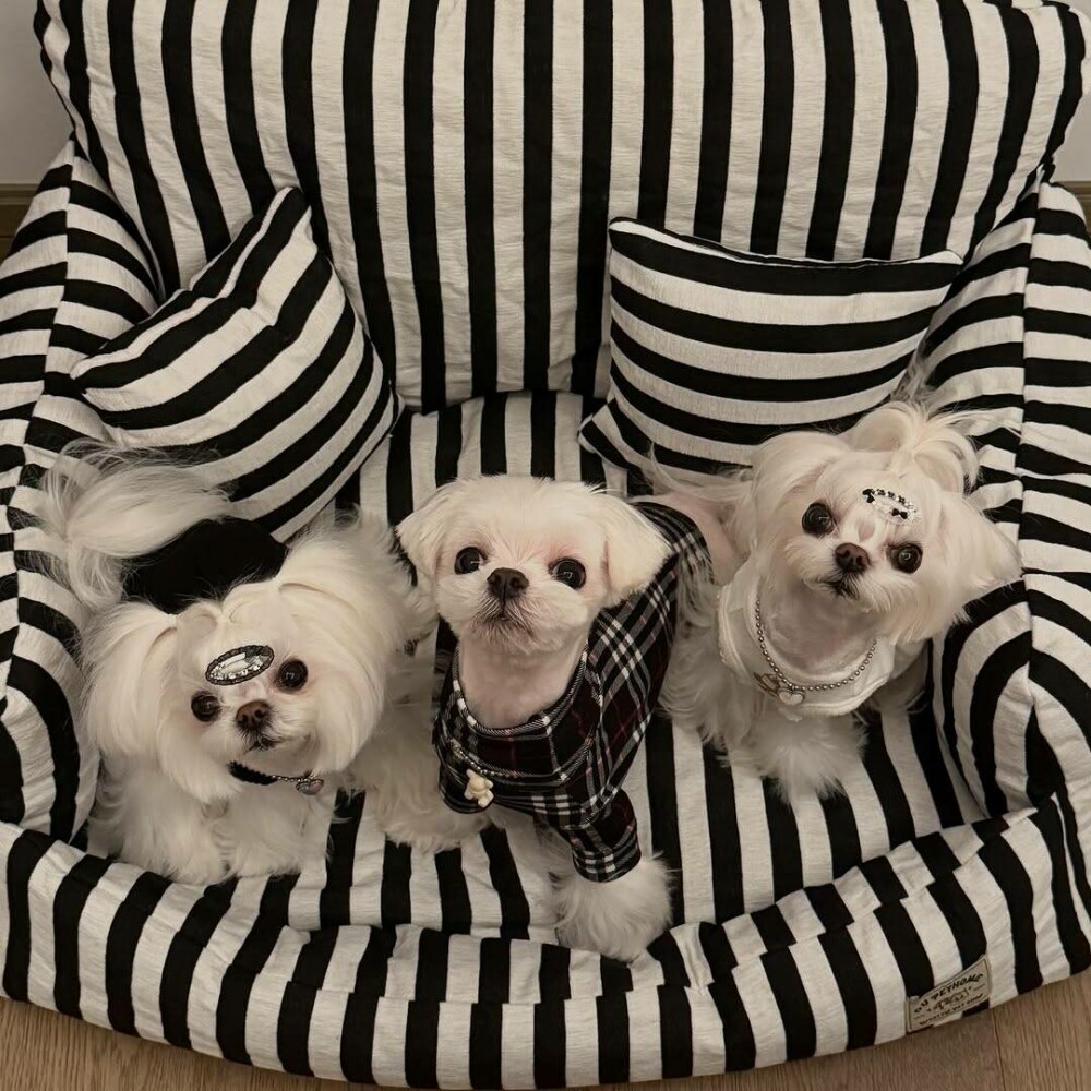 O femeie din China a cheltuit 280.000 de dolari pe haine și accesorii pentru câinii săi. GALERIE FOTO - Imaginea 8