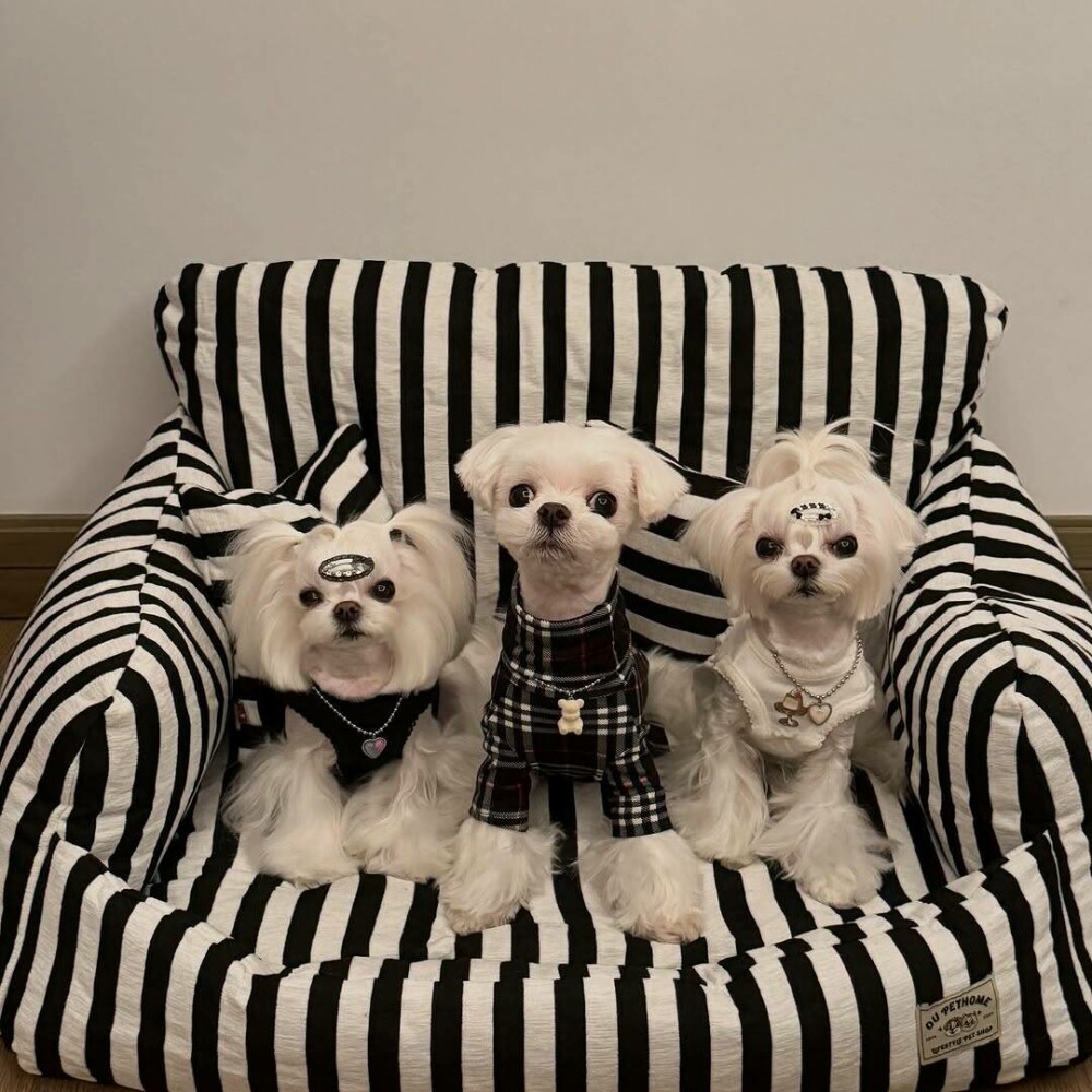 O femeie din China a cheltuit 280.000 de dolari pe haine și accesorii pentru câinii săi. GALERIE FOTO - Imaginea 9