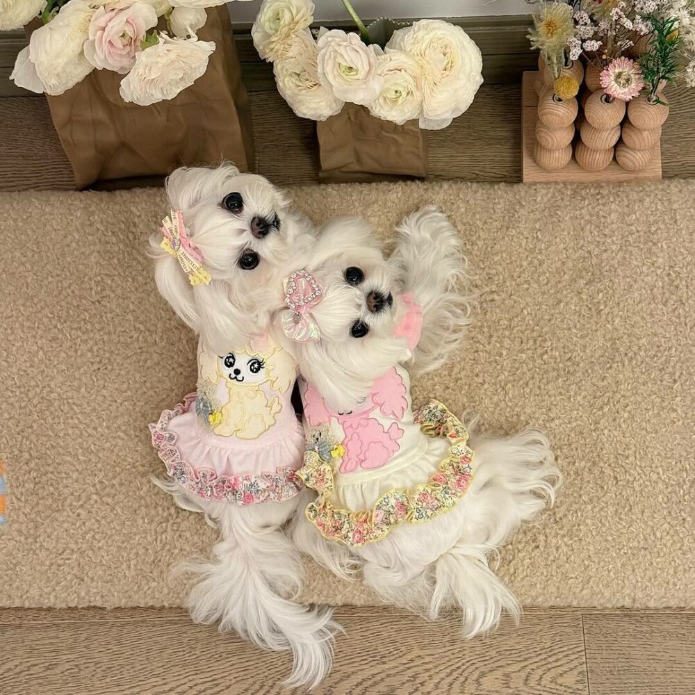 O femeie din China a cheltuit 280.000 de dolari pe haine și accesorii pentru câinii săi. GALERIE FOTO - Imaginea 10