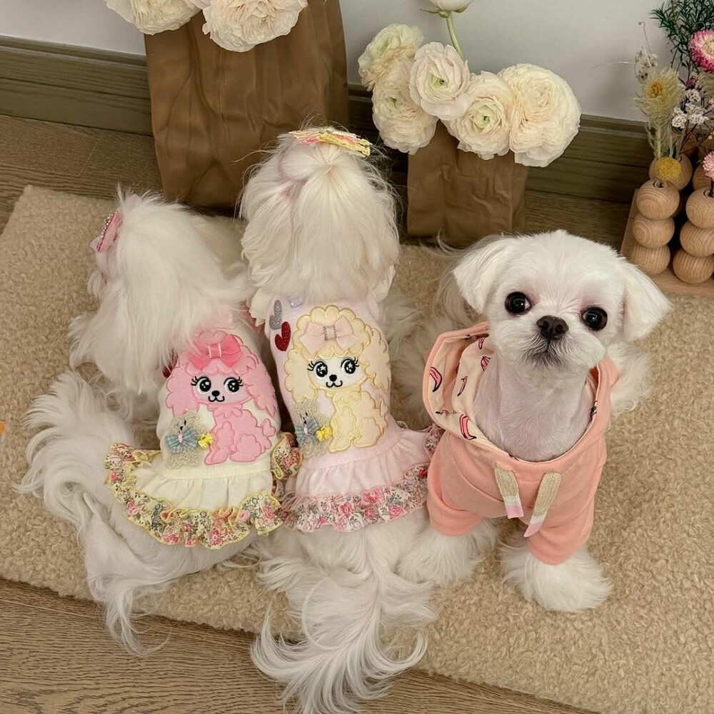 O femeie din China a cheltuit 280.000 de dolari pe haine și accesorii pentru câinii săi. GALERIE FOTO - Imaginea 11