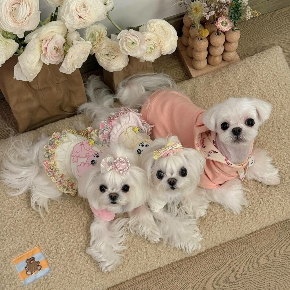 O femeie din China a cheltuit 280.000 de dolari pe haine și accesorii pentru câinii săi. GALERIE FOTO - Imaginea 12