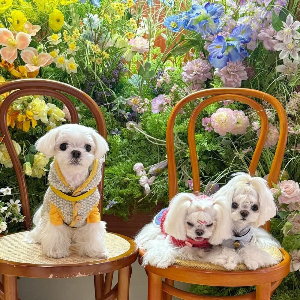 O femeie din China a cheltuit 280.000 de dolari pe haine și accesorii pentru câinii săi. GALERIE FOTO - Imaginea 13