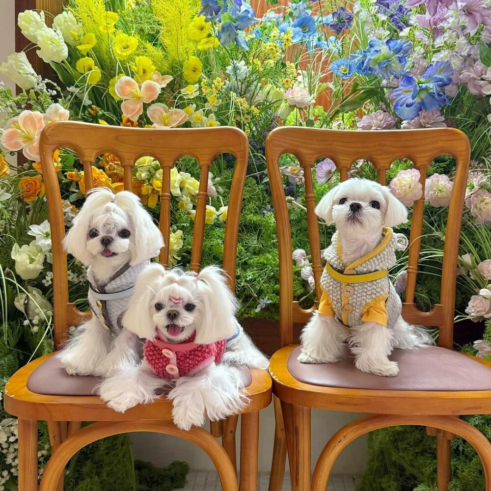 O femeie din China a cheltuit 280.000 de dolari pe haine și accesorii pentru câinii săi. GALERIE FOTO - Imaginea 14