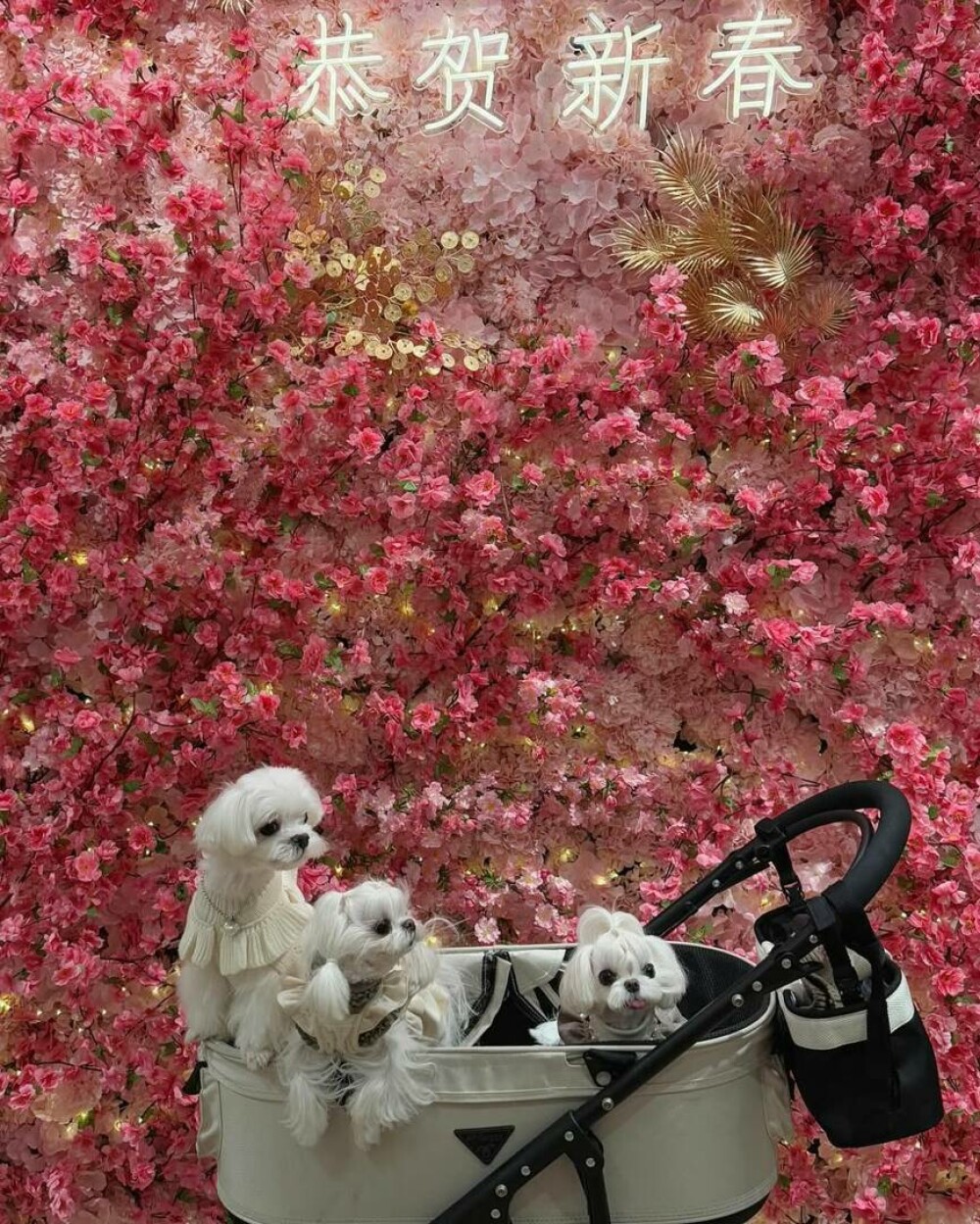 O femeie din China a cheltuit 280.000 de dolari pe haine și accesorii pentru câinii săi. GALERIE FOTO - Imaginea 15