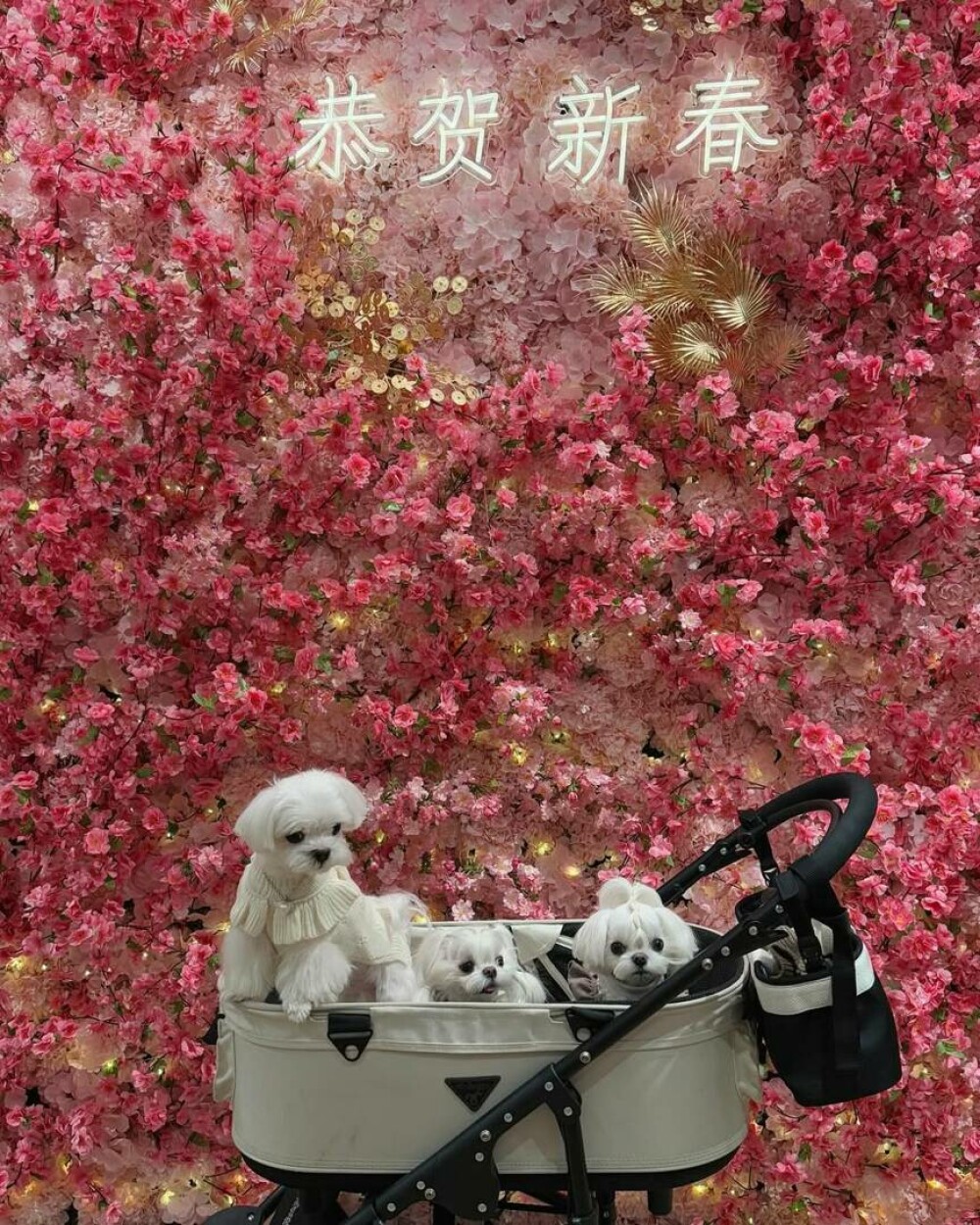 O femeie din China a cheltuit 280.000 de dolari pe haine și accesorii pentru câinii săi. GALERIE FOTO - Imaginea 16