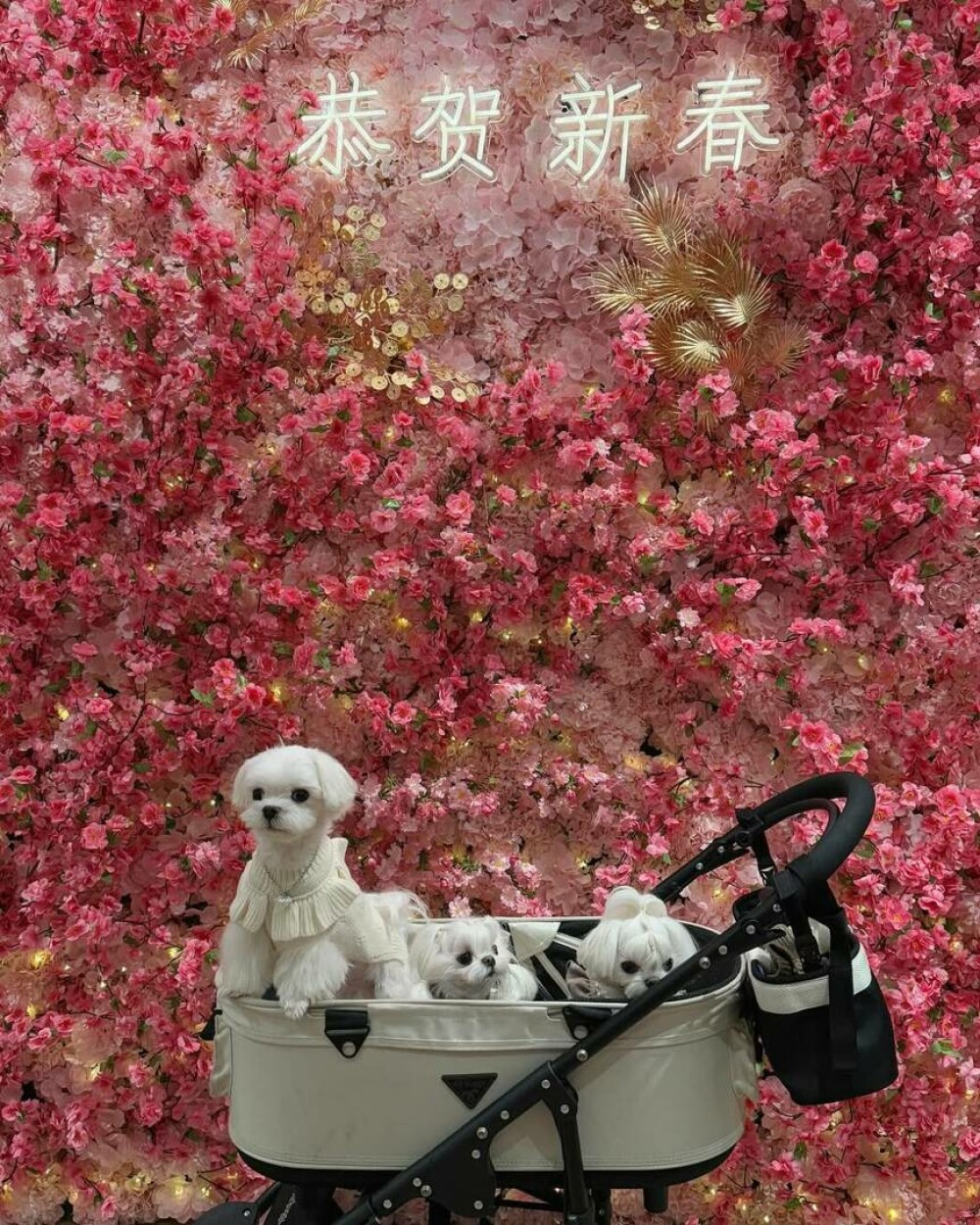 O femeie din China a cheltuit 280.000 de dolari pe haine și accesorii pentru câinii săi. GALERIE FOTO - Imaginea 17