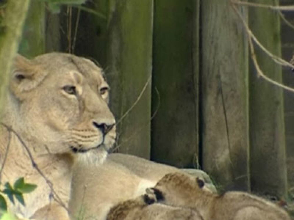 Aparitie rara, dar asteptata la Zoo din Londra! O familie de lei asiatici - Imaginea 2