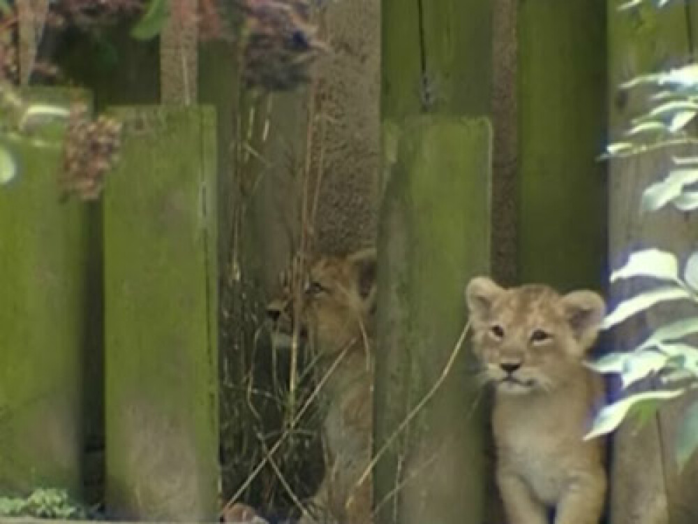 Aparitie rara, dar asteptata la Zoo din Londra! O familie de lei asiatici - Imaginea 3
