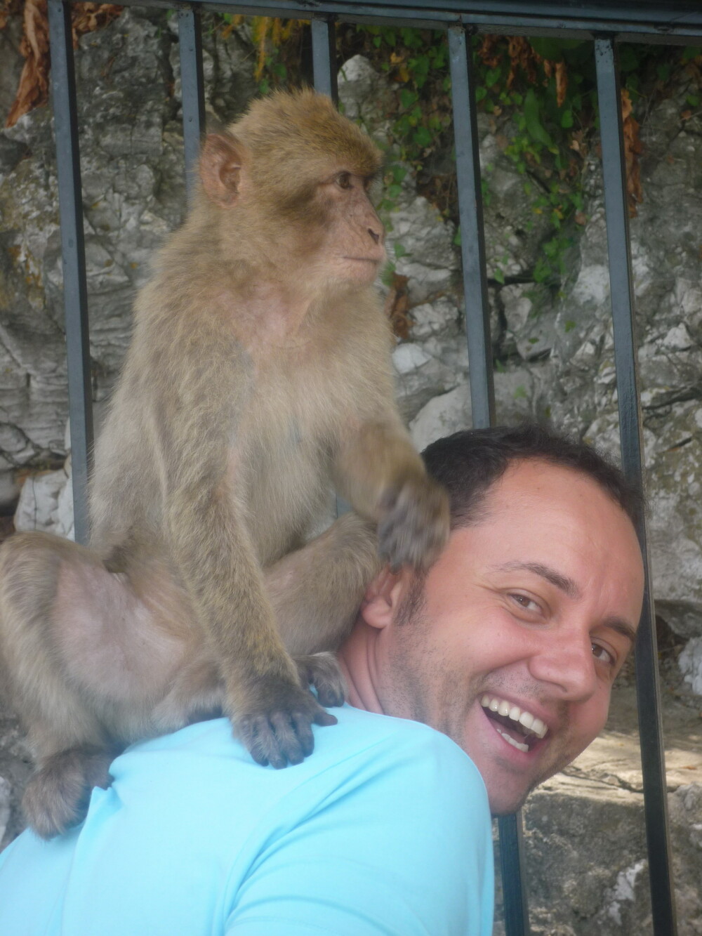 Catalin Maruta, pe teritoriul maimutelor, in Gibraltar - Imaginea 1