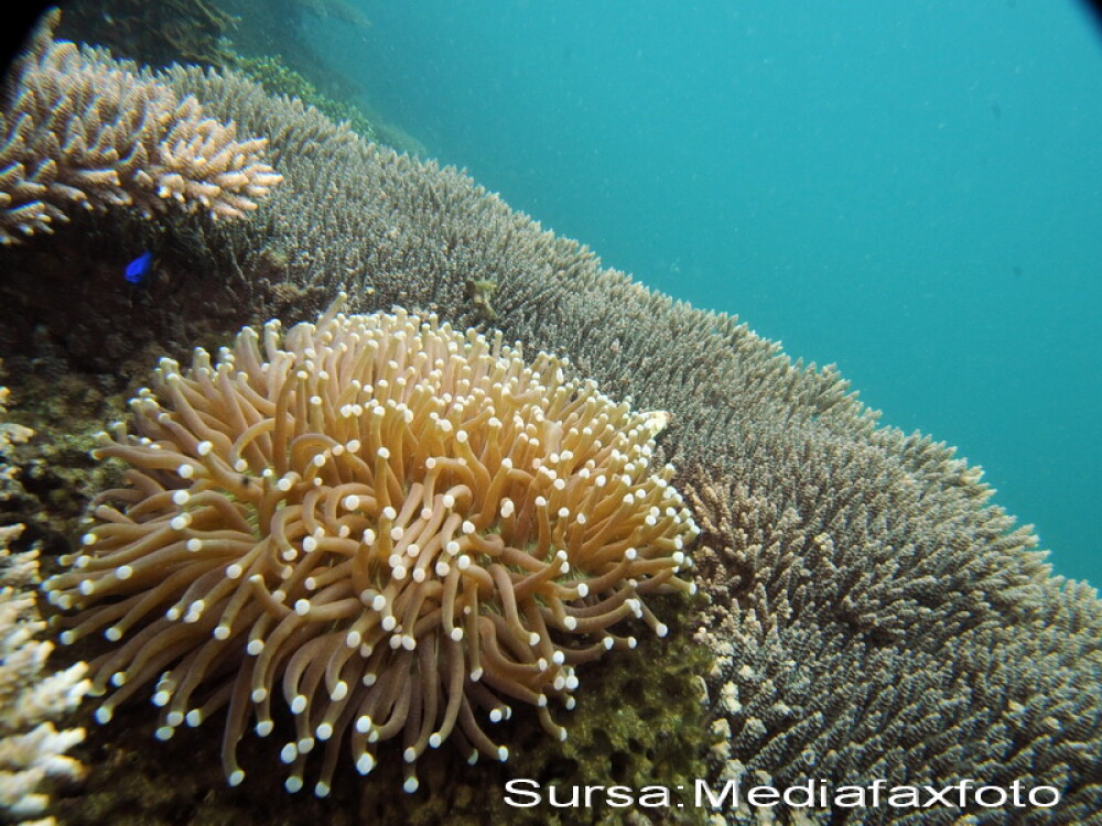 Hawaii fara corali! Temperaturile ridicate cauzeaza albirea recifelor - Imaginea 1