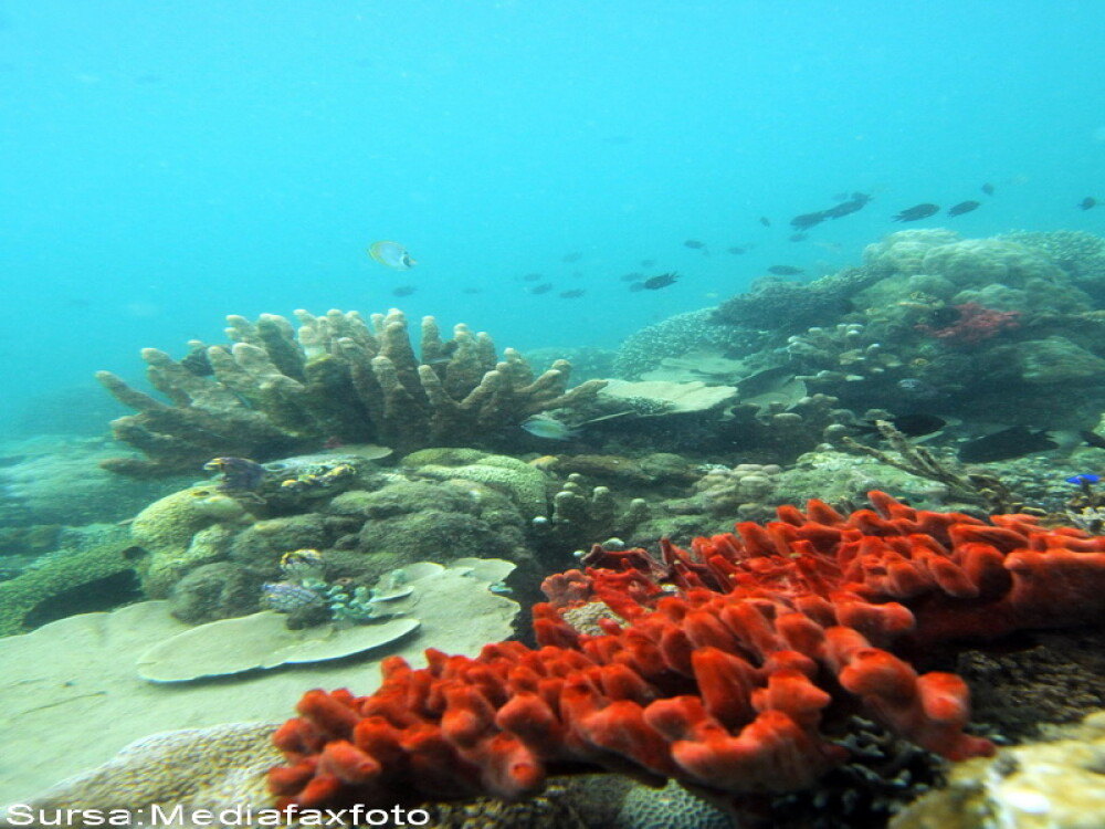 Hawaii fara corali! Temperaturile ridicate cauzeaza albirea recifelor - Imaginea 3