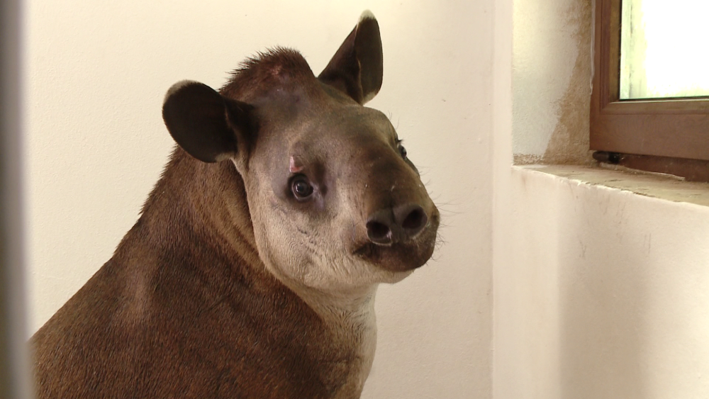 Gradina Zoologica din Timisoara are un nou membru: Otto, un tapir de 11 luni - Imaginea 1