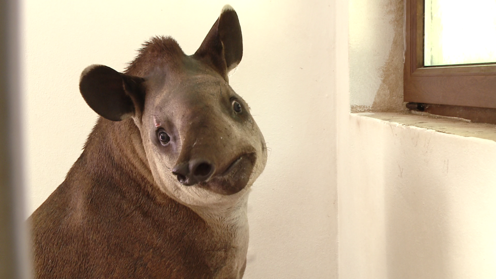 Gradina Zoologica din Timisoara are un nou membru: Otto, un tapir de 11 luni - Imaginea 2