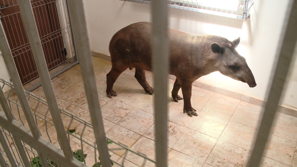 Gradina Zoologica din Timisoara are un nou membru: Otto, un tapir de 11 luni - Imaginea 4