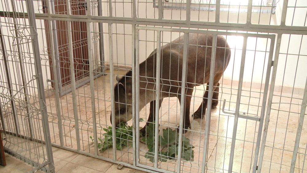 Gradina Zoologica din Timisoara are un nou membru: Otto, un tapir de 11 luni - Imaginea 5