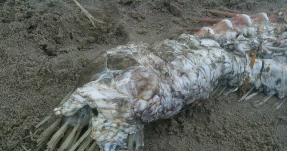 Un pescar din Mexic sustine ca a descoperit un monstru marin: 