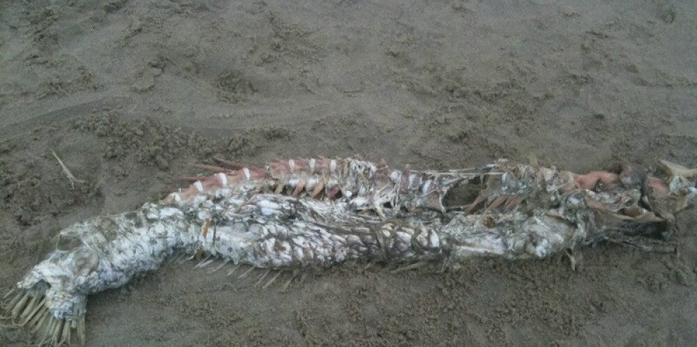 Un pescar din Mexic sustine ca a descoperit un monstru marin: 