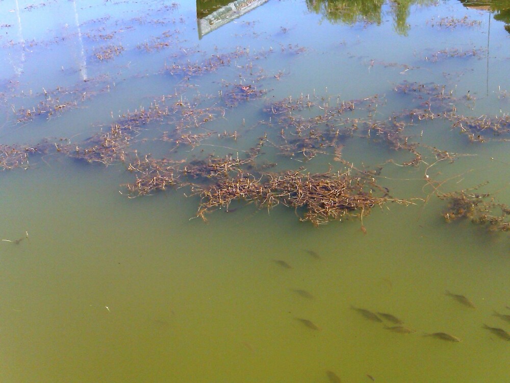 Lacul din Arad, sufocat de alge. Primaria e depasita de situatie, vizitatorii sunt dezgustati - Imaginea 3