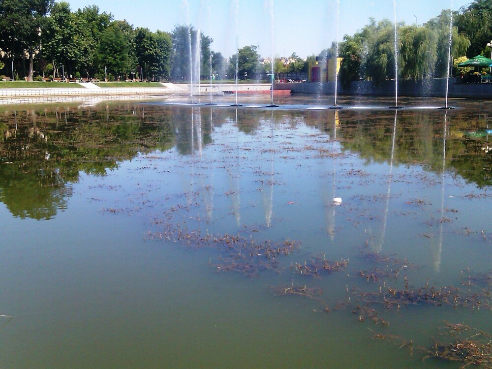 Lacul din Arad, sufocat de alge. Primaria e depasita de situatie, vizitatorii sunt dezgustati - Imaginea 4
