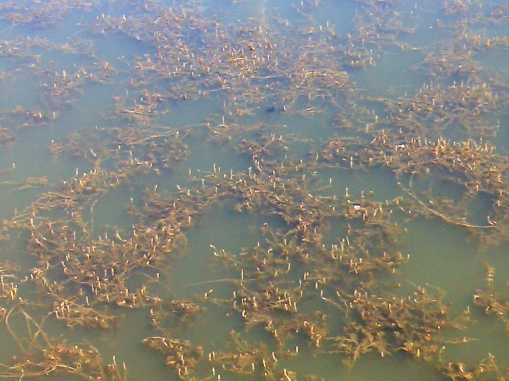 Lacul din Arad, sufocat de alge. Primaria e depasita de situatie, vizitatorii sunt dezgustati - Imaginea 6