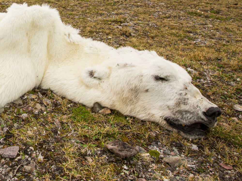 O imagine care face cate 1000 de cuvinte. Un urs polar a murit din cauza incalziriii globale - Imaginea 1