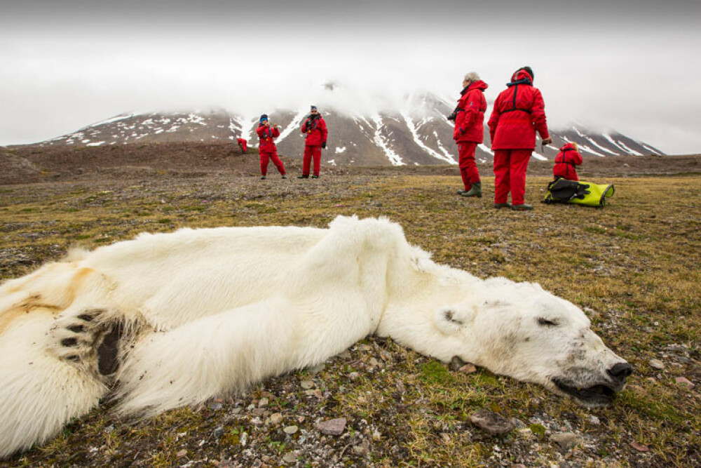 O imagine care face cate 1000 de cuvinte. Un urs polar a murit din cauza incalziriii globale - Imaginea 2