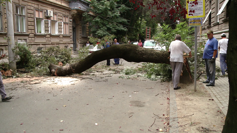 Un copac batran s-a prabusit peste doua masini in zona cartierului istoric Traian. FOTO - Imaginea 1