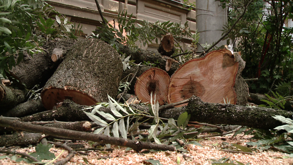 Un copac batran s-a prabusit peste doua masini in zona cartierului istoric Traian. FOTO - Imaginea 2