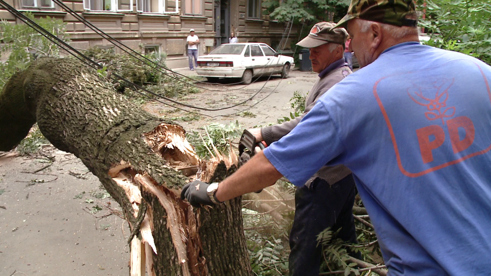 Un copac batran s-a prabusit peste doua masini in zona cartierului istoric Traian. FOTO - Imaginea 4