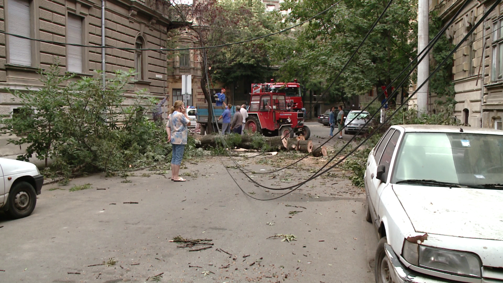 Un copac batran s-a prabusit peste doua masini in zona cartierului istoric Traian. FOTO - Imaginea 6