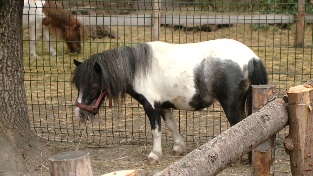 Viata unui ponei de la ZOO Timisoara este in pericol dupa ce vizitatorii l-au hranit cu pufuleti - Imaginea 1