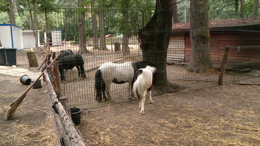 Viata unui ponei de la ZOO Timisoara este in pericol dupa ce vizitatorii l-au hranit cu pufuleti - Imaginea 2