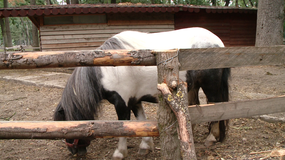 Viata unui ponei de la ZOO Timisoara este in pericol dupa ce vizitatorii l-au hranit cu pufuleti - Imaginea 3