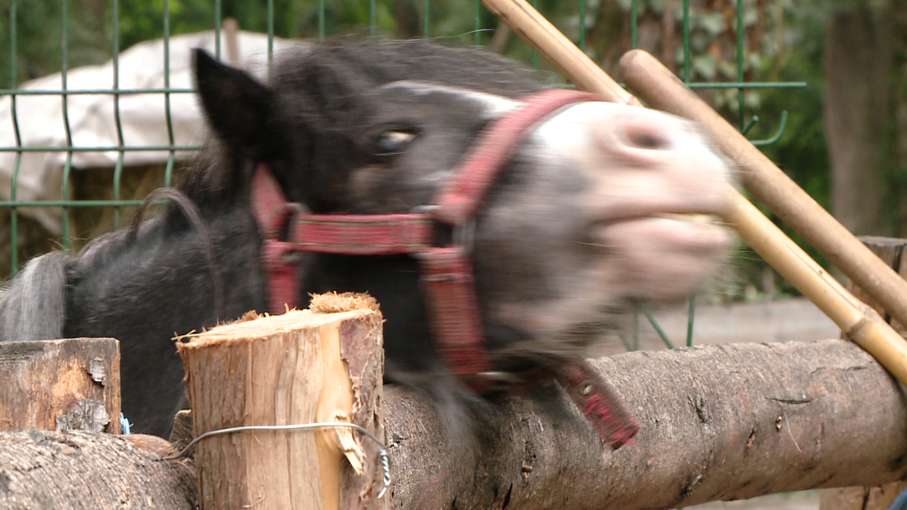 Viata unui ponei de la ZOO Timisoara este in pericol dupa ce vizitatorii l-au hranit cu pufuleti - Imaginea 4