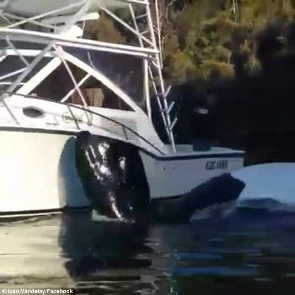 Un pescar si-a facut un selfie cu o balena care s-a apropiat de barca. Ce face in acest timp prietenul lui. VIDEO - Imaginea 4
