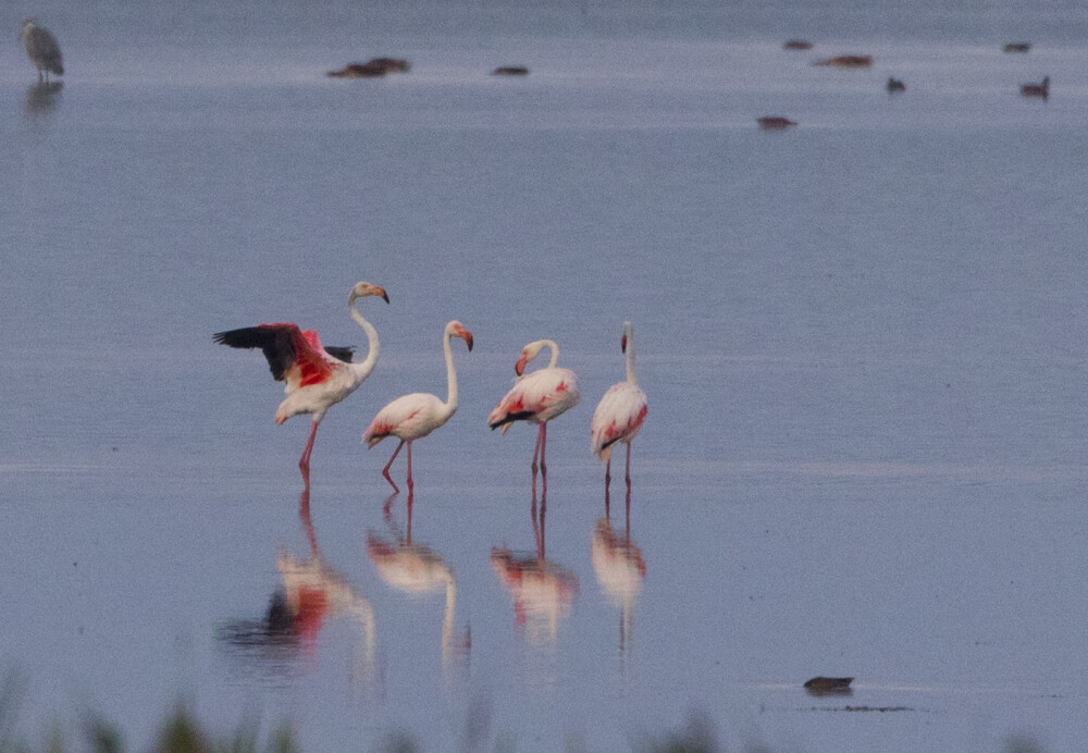 Aparitie foarte rara in Romania. Patru pasari flamingo au fost fotografiate pe un lac, spre bucuria ornitologilor. FOTO - Imaginea 2