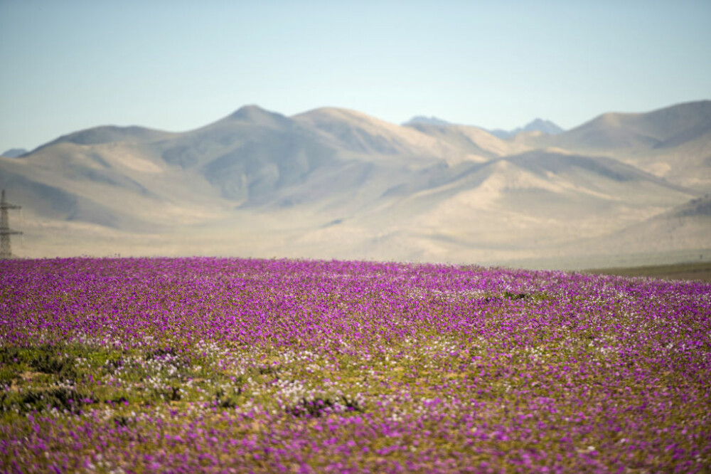 Cel mai arid deşert din lume a înflorit din cauza schimbării climei - Imaginea 1